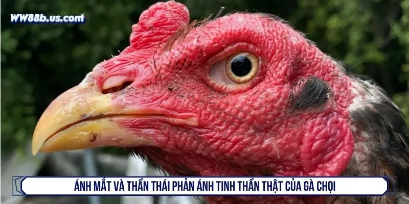 Ánh mắt và thần thái phản ánh tinh thần thật của gà chọi