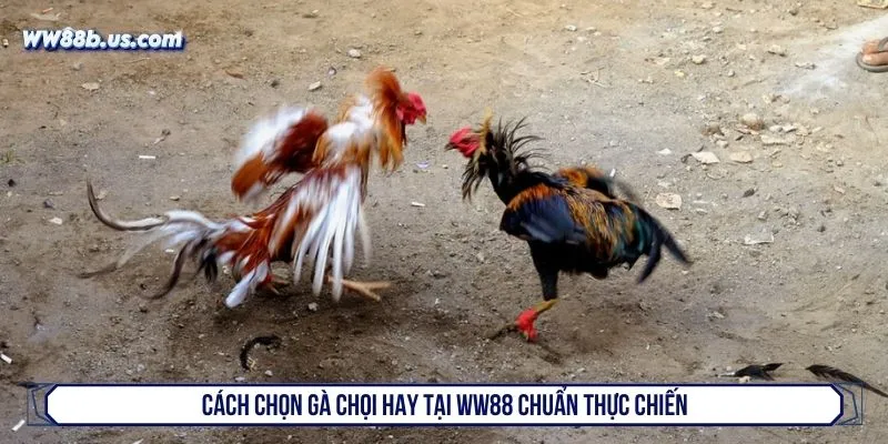 Cách chọn gà chọi hay