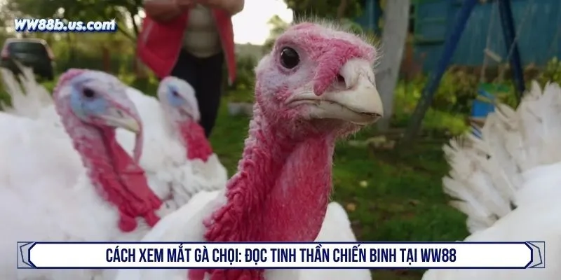 Cách xem mắt gà chọi