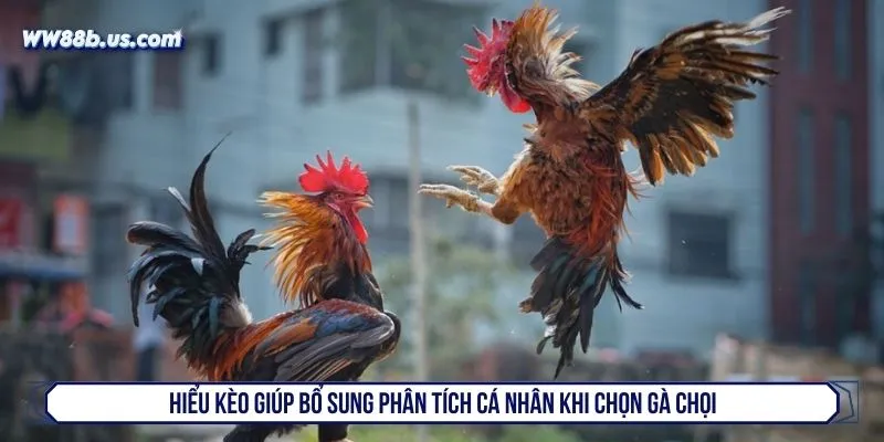 Hiểu kèo giúp bổ sung phân tích cá nhân khi chọn gà chọi