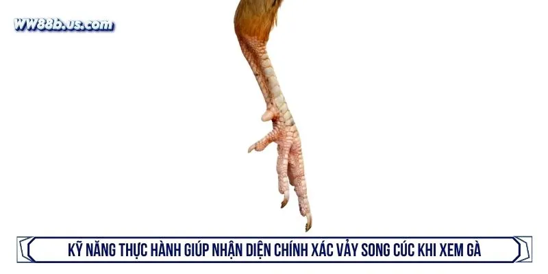 Kỹ năng thực hành giúp nhận diện chính xác vảy song cúc khi xem gà