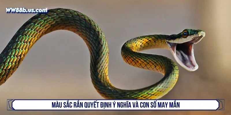 Màu sắc rắn quyết định ý nghĩa và con số may mắn