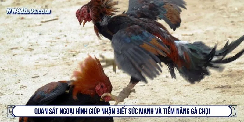 Quan sát ngoại hình giúp nhận biết sức mạnh và tiềm năng gà chọi