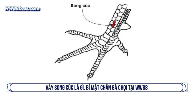 Vảy song cúc là gì