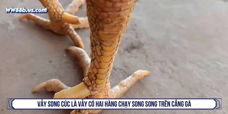 Vảy song cúc là vảy có hai hàng chạy song song trên cẳng gà