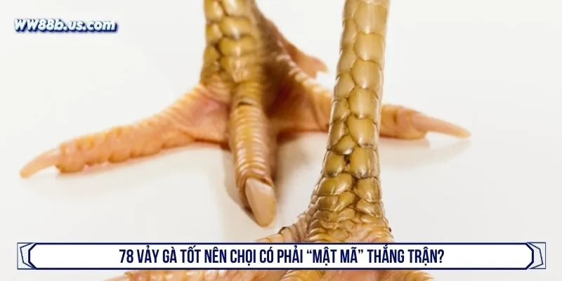 78 vảy gà tốt nên chọi