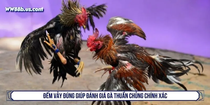 Đếm vảy đúng giúp đánh giá gà thuần chủng chính xác