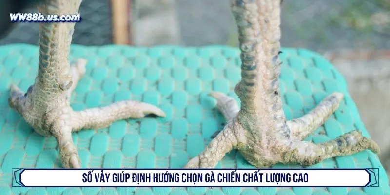 Số vảy giúp định hướng chọn gà chiến chất lượng cao